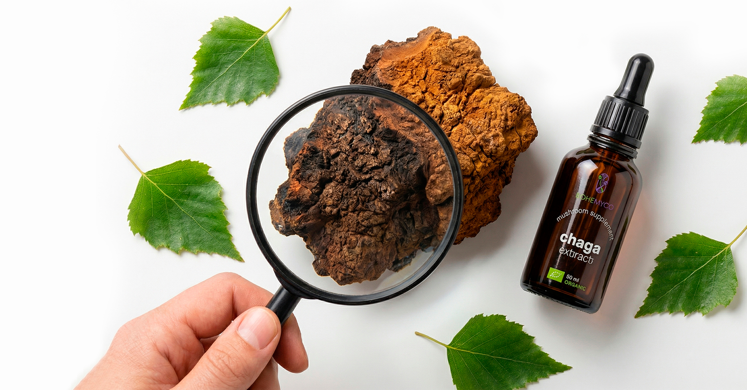Chaga – The King of Functional Mushrooms